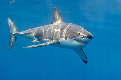 European Commission Seeks Public Feedback on Shark Protection Measures